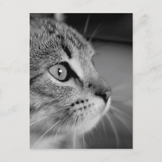 Carte Postale Contemplation du chat mou noir et blanc (Devant)