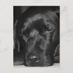 Carte Postale Contenu, sommeil noir labrador