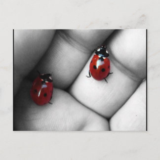 Carte Postale contraste lieveheersbeestje