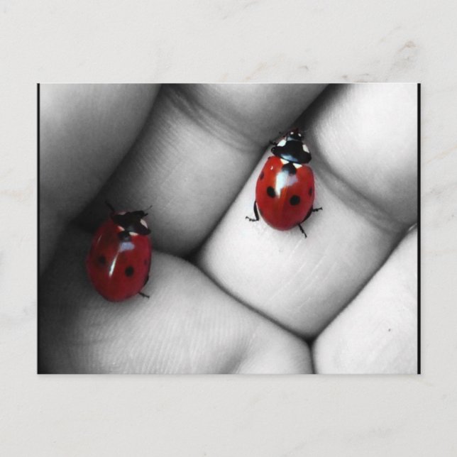 Carte Postale contraste lieveheersbeestje (Devant)