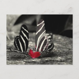 Carte Postale contraste vlinder