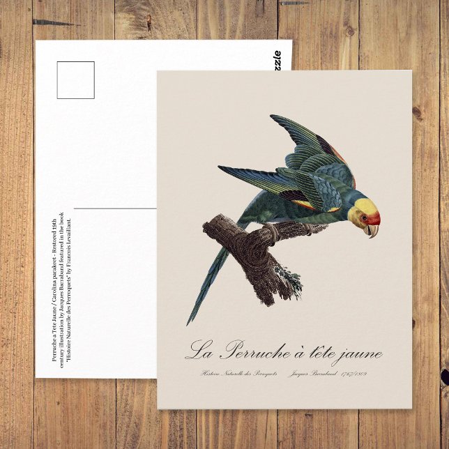 Carte Postale Conure de Caroline, Conuropsis carolinensis (Carolina parakeet, Conuropsis carolinensis. Postcard)