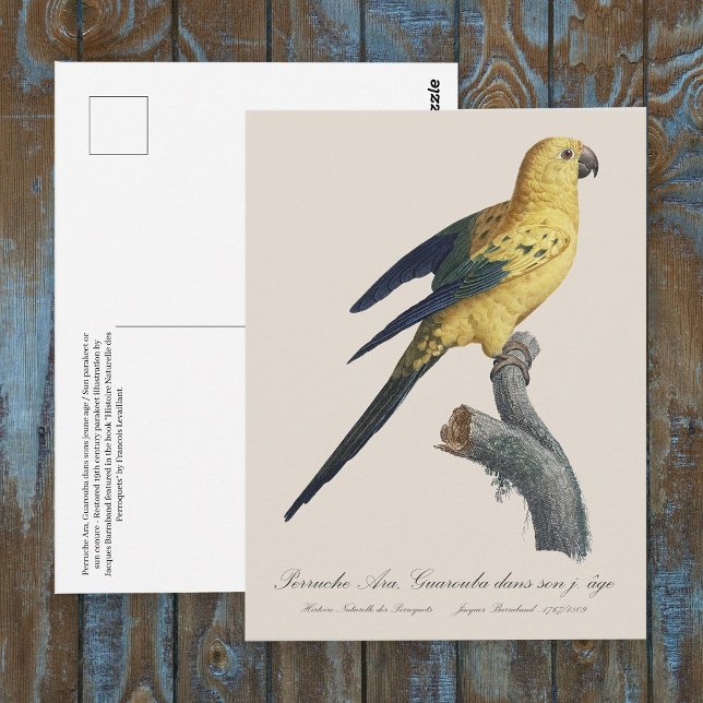Carte Postale Conure soleil ou Aratinga solstitialis (Guarouba dans sons jeune age / Sun parakeet. Postcard)