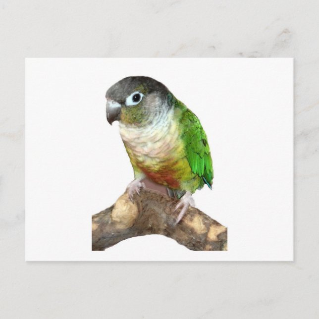 Carte Postale Conure verte à la joue (Devant)