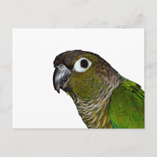 Carte Postale Conure verte à mâcher (Devant)