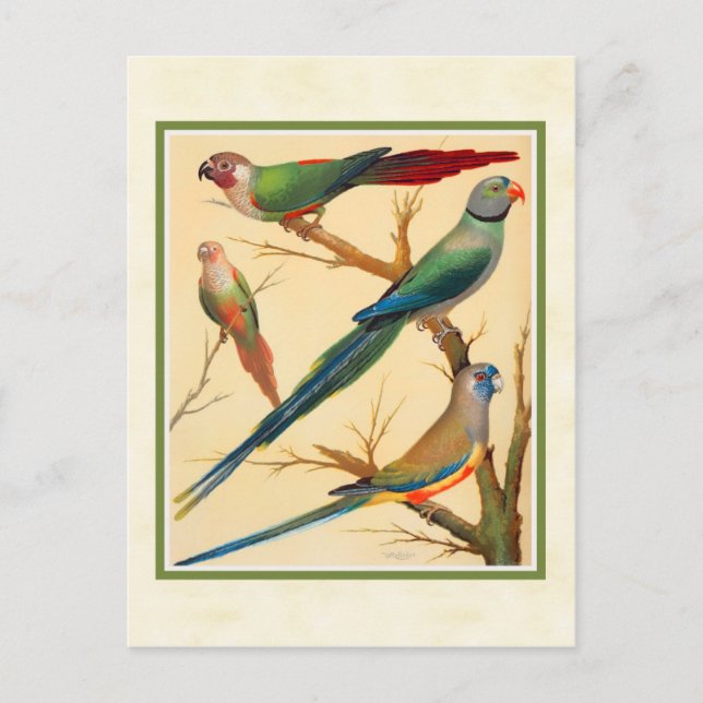 Carte Postale Conure vintage et perruques (Devant)