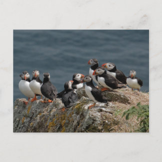 Carte Postale Convention de Puffin