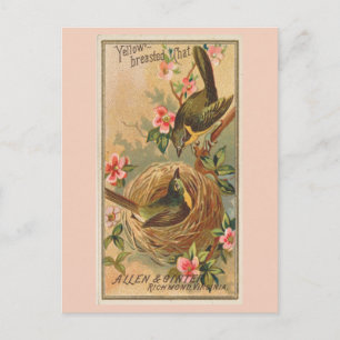 Carte Postale Conversation à poitrine jaune
