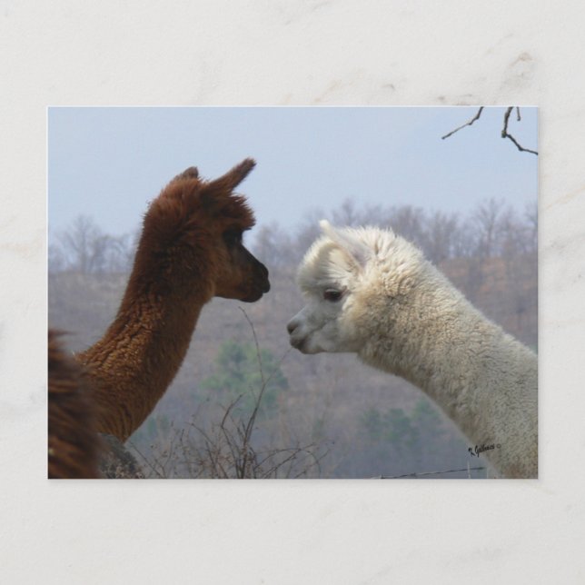 Carte postale Conversation Alpaca (Devant)