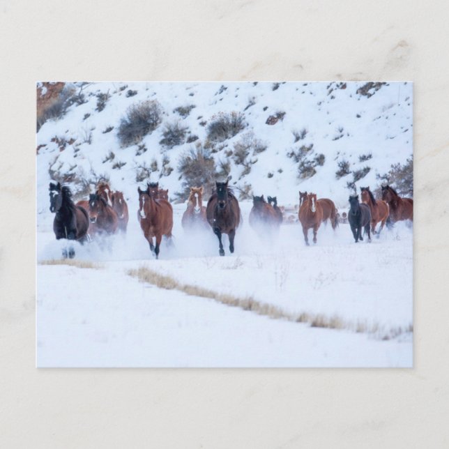 Carte Postale Convoi de chevaux Cowboy | Ranch Hideout, Shell, W (Devant)
