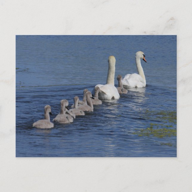 Carte Postale Convoi des Swans (Devant)