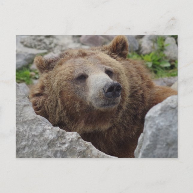 Carte Postale Cook bear (Devant)