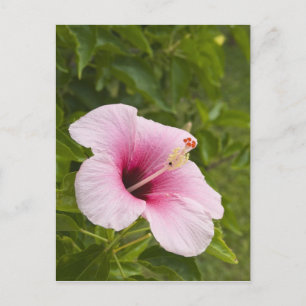 Carte Postale Cook Islands, Atiu. Hibiscus flower.