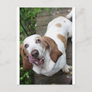 Carte Postale Cookie ?