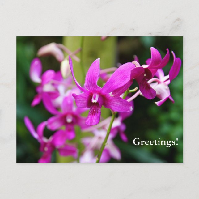 Carte postale - Cooktown Orchid (Devant)