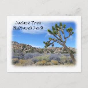 Carte postale cool Joshua Tree !