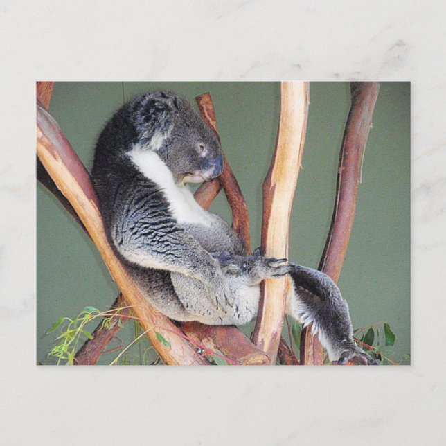 Carte Postale Cool Koala (Devant)