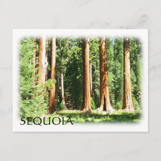 Carte postale cool Sequoia ! (Devant)