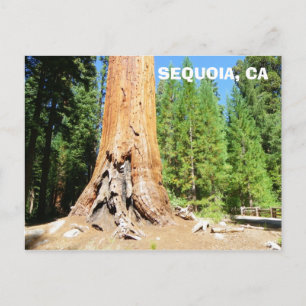 Carte postale cool Sequoia !