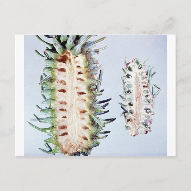 Carte Postale Cooley Spruce Gall Adelgid et Gall Pineus (Devant)