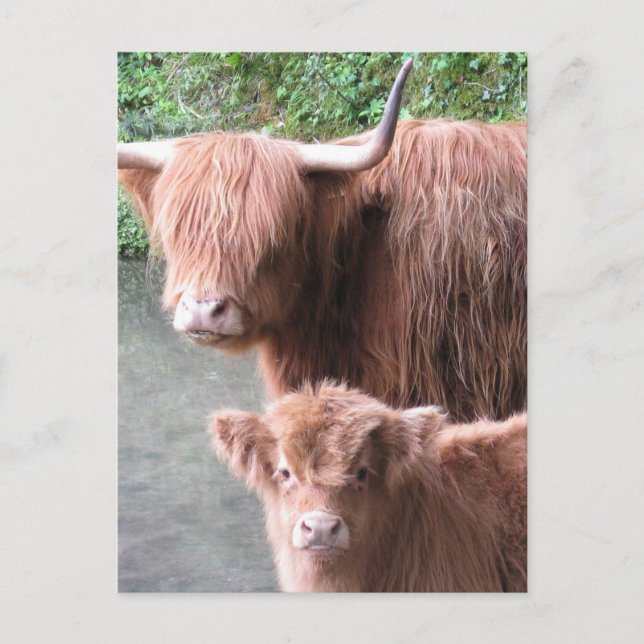 Carte Postale Coos poilus : Vache et veau de Highland (Devant)