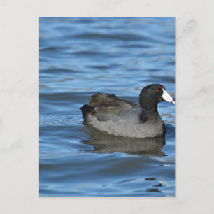 Carte Postale Coot américain