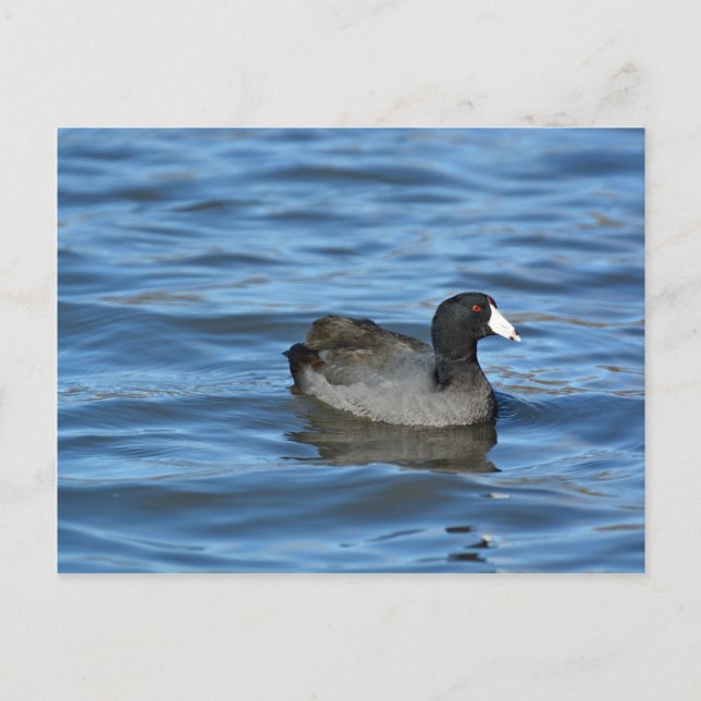 Carte Postale Coot américain (Devant)