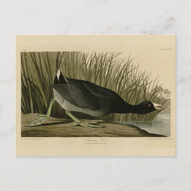 Carte Postale Coot américain des oiseaux d'Amérique d'Audubon (Devant)