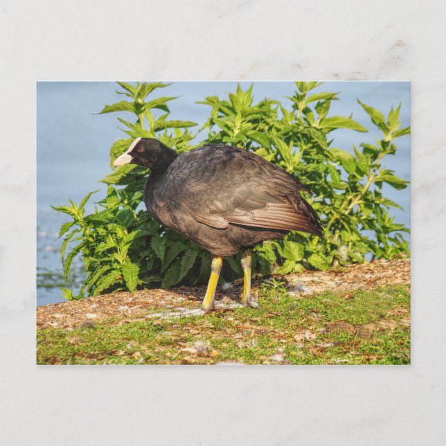 Carte Postale Coot Eurasien, Lac Roath Park, Cardiff, Pays de Ga (Devant)