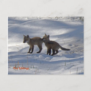 Carte Postale copie de bébés, Frères Fox