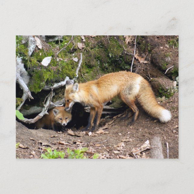 Carte Postale Copie DSC08270 (Devant)