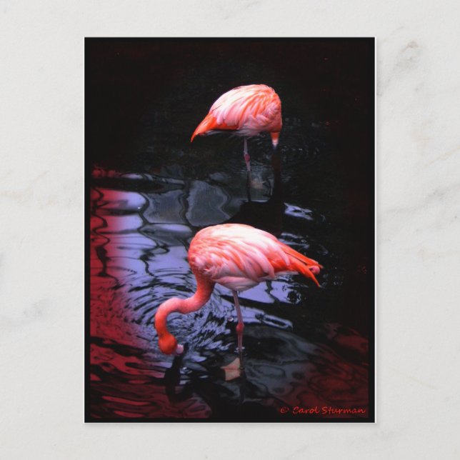 Carte Postale copie Flamant rose (Devant)