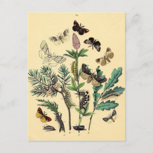 Carte Postale Copie vintage - mites et papillons de Bohème