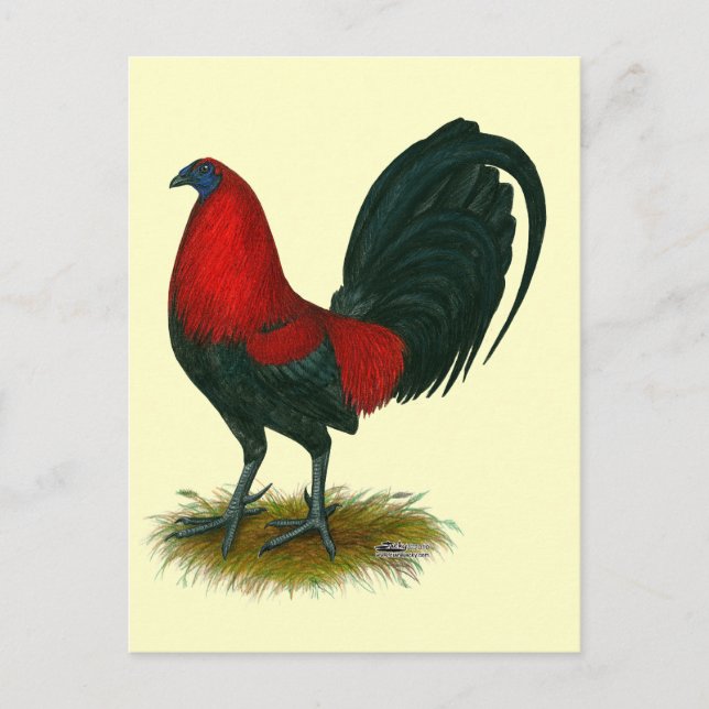 Carte Postale Coq américain : Brun Rouge (Devant)