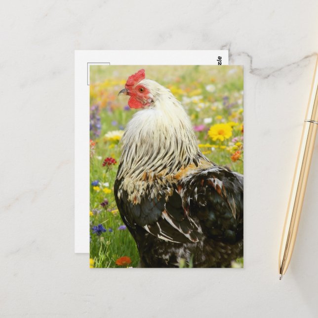 Carte Postale Coq dans une prairie fleurie (Devant/Arrière en situation)