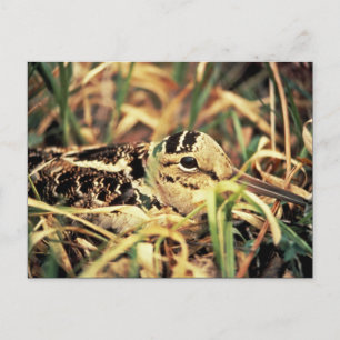 Carte Postale Coq de bois sur le nid