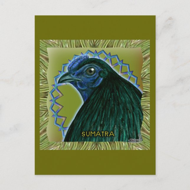 Carte Postale Coq de Sumatra encadré (Devant)