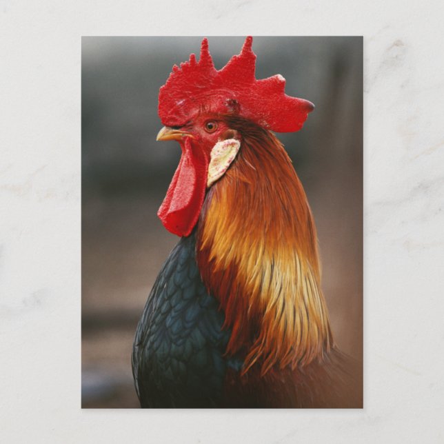 Carte Postale Coq domestique de la ferme (Devant)