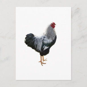 Carte Postale Coq écrit au crayon de Wyandotte d'argent bel