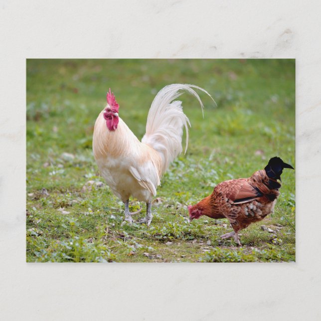 Carte Postale Coq et poule (Devant)