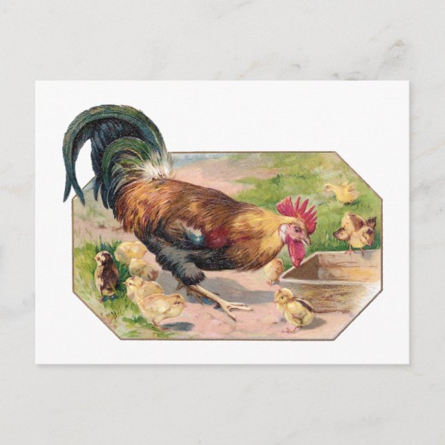 Carte Postale Coq et poussins (Devant)