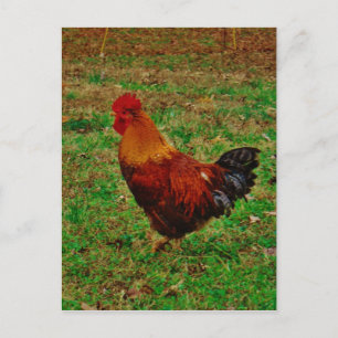 Carte Postale Coq faisant face à gauche