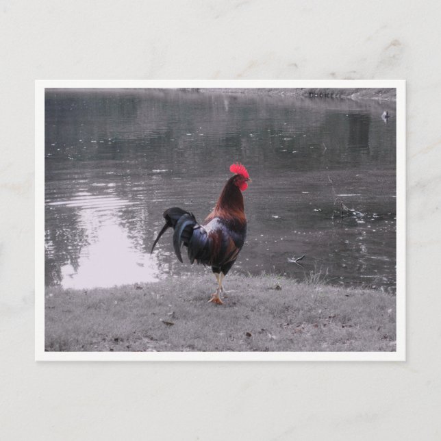 Carte Postale Coq Faune Oiseau dans la Nature (Devant)