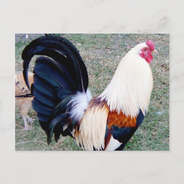 Carte Postale Coq Hawaii Hanauma Bay (Devant)