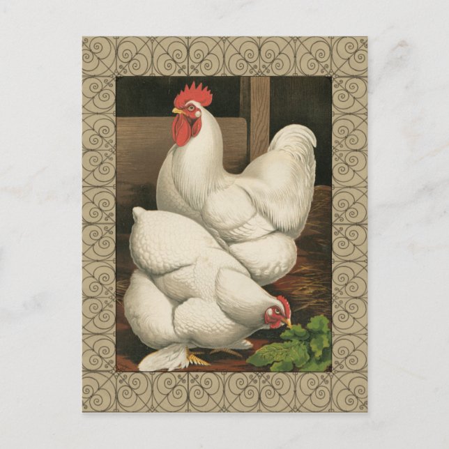 Carte Postale Coq & Hen à l'extérieur Hen House avec frontière b (Devant)