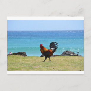 Carte Postale Coq Kauai