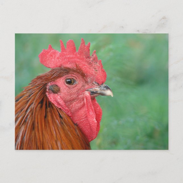 Carte Postale Coq noir de maran en cuivre (Devant)