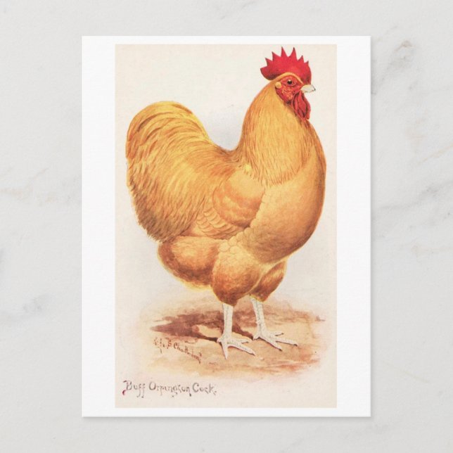 Carte Postale Coq Orpington Buff Vintage (Devant)