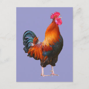 Carte Postale Coq qui chante