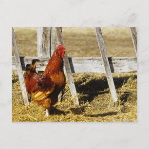 Carte Postale Coq Rhode Island Red